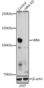 Western blot analysis of extracts from normal (control) and HIRA Rabbit polyclonal antibody knockout (KO) 293T cells, using Anti-HIRA / HIR Antibody (A12259) at 1:1000 dilution