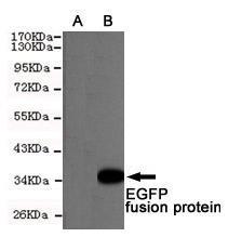 Anti-Green Fluorescent Protein, enhanced EGFP, EYFP) Mouse Monoclonal Antibody [clone: 13k51]