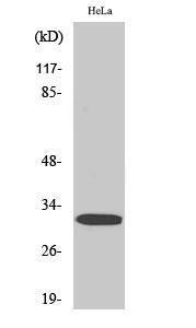 Western blot analysis of various cells using Anti-DARPP-32 (phospho Thr75) Antibody