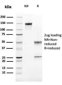 Antibody A248309-100 100 µg