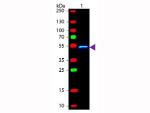 Rabbit Anti-Mouse IgG1 γ polyclonal antibody (FITC (Fluorescein Isothiocyanate))