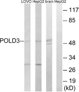 Western blot analysis of lysates from LOVO, HepG and mouse brain cells using Anti-POLD3 Antibody. The right hand lane represents a negative control, where the antibody is blocked by the immunising peptide.