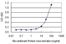 Anti-ATP2B4 Mouse Monoclonal Antibody [clone: 2G8]