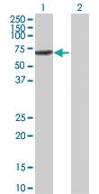 Anti-IRF5 Rabbit Polyclonal Antibody