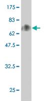 Anti-SPN Mouse Monoclonal Antibody [clone: 3G8]