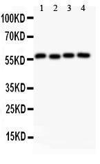 Anti-Cyclin B1 Polyclonal Antibody