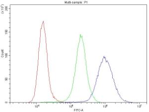 Anti-Cyclin B1 Polyclonal Antibody