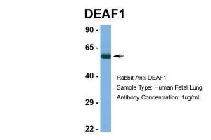 Anti-DEAF1 Rabbit Polyclonal Antibody