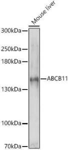 Western blot analysis of extracts of Mouse liver, using Anti-ABCB11 / BSEP Antibody (A12260) at 1:1,000 dilution. The secondary antibody was Goat Anti-Rabbit IgG H&L Antibody (HRP) at 1:10,000 dilution.