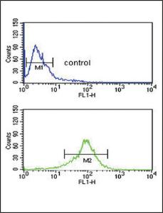 Anti-GOT1 Rabbit Polyclonal Antibody (FITC (Fluorescein Isothiocyanate))