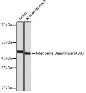 Antibody A308084-100 100 µl