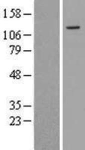 Anti-NFKBIA Mouse Monoclonal Antibody [clone: 39A1413]