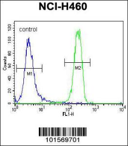 Anti-FGFR2 Rabbit Polyclonal Antibody (HRP (Horseradish Peroxidase))