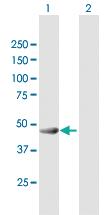 Anti-GAS7 Mouse Polyclonal Antibody