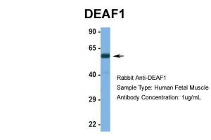 Anti-DEAF1 Rabbit Polyclonal Antibody