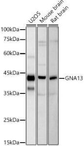 Western blot analysis of extracts of various cell lines, using Anti-GNA13 Antibody [ARC2874] (A308085) at 1:1,000 dilution The secondary antibody was Goat Anti-Rabbit IgG H&L Antibody (HRP) at 1:10,000 dilution Lysates/proteins were present at 25 µg per lane