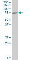 Anti-IRAK2 Mouse Monoclonal Antibody [clone: 4B6]