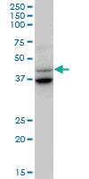 Anti-GAS7 Mouse Polyclonal Antibody