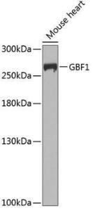 Western blot analysis of extracts of mouse heart, using Anti-GBF1 Antibody (A12261) at 1:1000 dilution