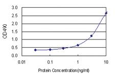 Anti-MAGEA4 Polyclonal Antibody Pair