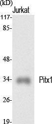 Antibody anti-PITX1 100 µg