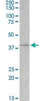 Anti-MYOG Goat Polyclonal Antibody