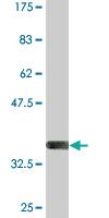 Anti-PKD2L1 Mouse Monoclonal Antibody [clone: 4F9]