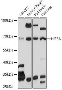 Western blot analysis of extracts of various cell lines, using Anti-HIF3 alpha/IPAS Antibody (A306926) at 1:1,000 dilution