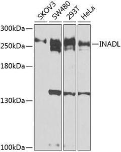 Western blot analysis of extracts of various cell lines, using Anti-PATJ Antibody (A12263) at 1:1,000 dilution