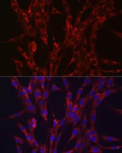 Immunofluorescence analysis of C6 cells using Anti-HIF3 alpha/IPAS Antibody (A306926) at a dilution of 1:100 (40X lens). DAPI was used to stain the cell nuclei (blue)