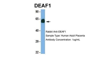 Anti-DEAF1 Rabbit Polyclonal Antibody