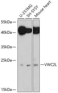 Antibody A306927-100 100 µl