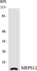 Western blot analysis of the lysates from HepG2 cells using Anti-MRPS12 Antibody