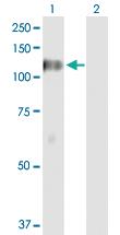 Anti-DGKZ Rabbit Polyclonal Antibody