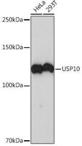 Western blot analysis of extracts of various cell lines, using Anti-USP10 Antibody [ARC1015] (A306928) at 1:1,000 dilution