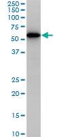 Anti-CDK8 Mouse Monoclonal Antibody [clone: 6E5]