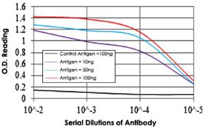 Anti-ASS1 Mouse Monoclonal Antibody [clone: 2B10]