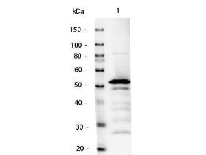 Anti-IgG2a Rabbit polyclonal antibody (AP (Alkaline Phosphatase))