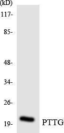 Anti-PTTG antibody