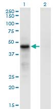 Anti-CDC42EP4 Mouse Monoclonal Antibody [clone: 3G10]