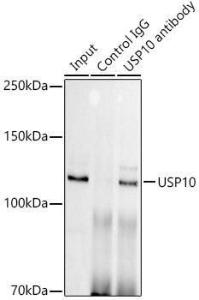 Immunoprecipitation analysis of 300 µg extracts of HeLa cells using 3 µg of Anti-USP10 Antibody [ARC1015] (A306928). This Western blot was performed on the immunoprecipitate using Anti-USP10 Antibody [ARC1015] (A306928) at a dilution of 1:1000