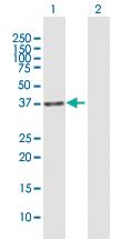 Anti-IREB2 Mouse Polyclonal Antibody