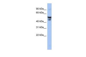 Anti-SERINC2 Rabbit Polyclonal Antibody