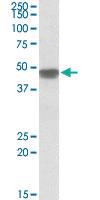 Anti-NDUFS2 Goat Polyclonal Antibody