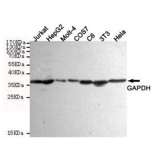 Anti-GAPDH Mouse Monoclonal Antibody [clone: 13k56]