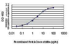 Anti-CDK8 Mouse Monoclonal Antibody [clone: 6E5]