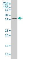 Anti-DDO Mouse Polyclonal Antibody