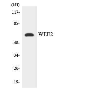 Western blot analysis of the lysates from K562 cells using Anti-WEE2 Antibody