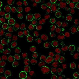 Immunofluorescent analysis of Raji cells stained with Anti-CD19 Antibody [CVID3/155] followed by Goat Anti-Mouse IgG (CF&#174; 488) (Green). The nuclear counterstain is RedDot (Red)