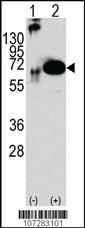 Anti-PTPN11 Rabbit Polyclonal Antibody